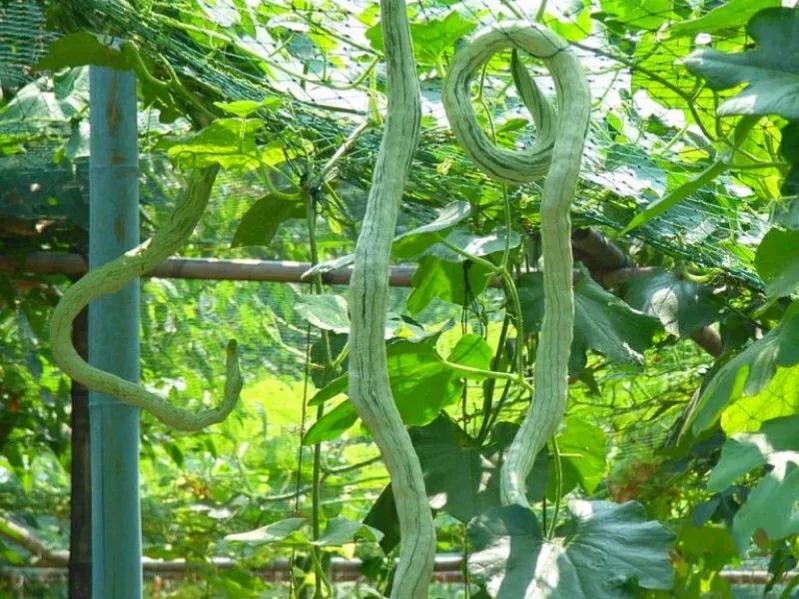 儿童维生素排行榜(适合儿童吃的美食佳肴) 儿童维生素排行榜(适合儿童吃的美食佳肴)