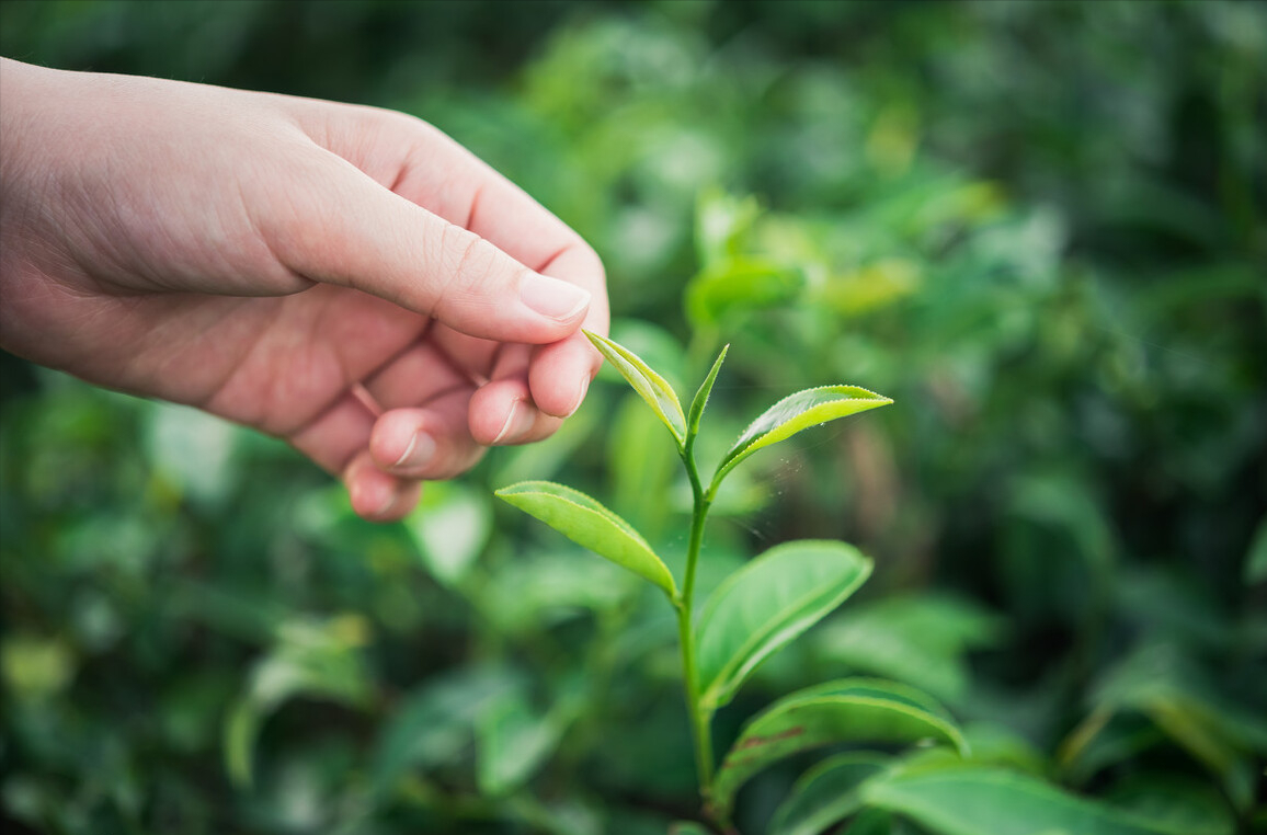 茶叶品牌都有哪些品牌好?茶叶哪个牌子的较好喝? 茶叶品牌都有哪些品牌好?茶叶哪个牌子的较好喝?