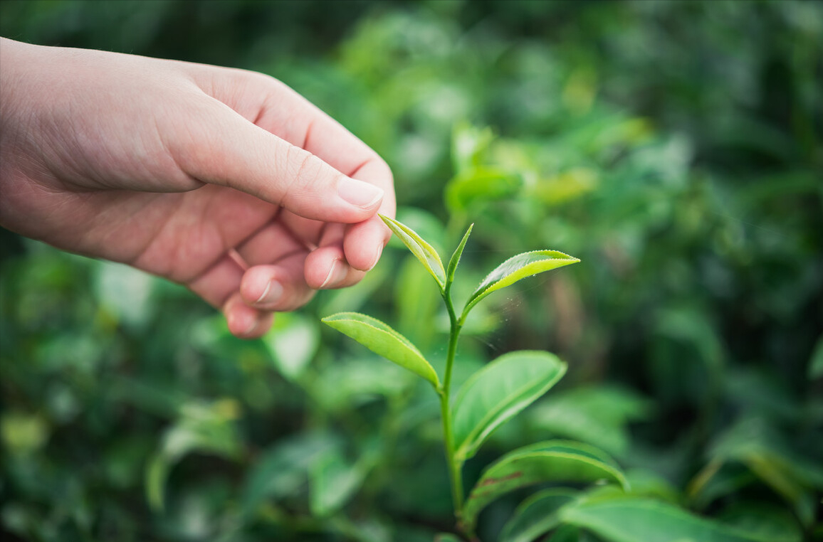 茶叶品牌都有哪些品牌好？茶叶哪个牌子的较好喝？