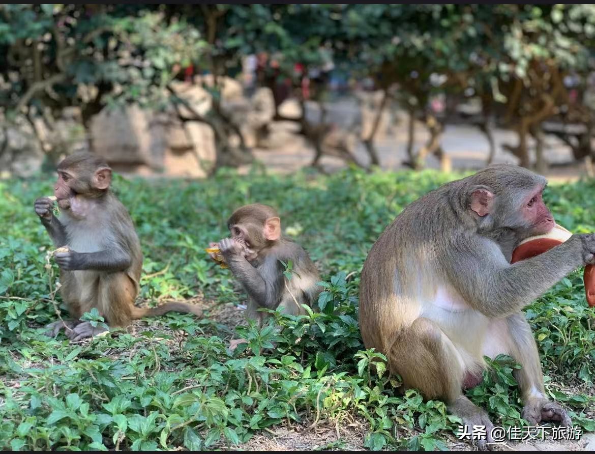 春节海南最适合亲子度假游玩有哪些景点?去海南亲子游旅游攻略一次 春节海南最适合亲子度假游玩有哪些景点?去海南亲子游旅游攻略一次