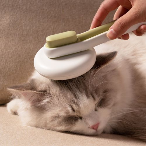 养猫需要准备什么东西(最全的新手养猫攻略) 养猫需要准备什么东西(最全的新手养猫攻略)