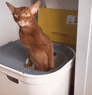养猫需要准备什么东西(最全的新手养猫攻略) 养猫需要准备什么东西(最全的新手养猫攻略)