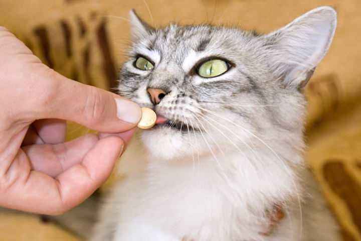 养猫需要准备什么东西(最全的新手养猫攻略) 养猫需要准备什么东西(最全的新手养猫攻略)