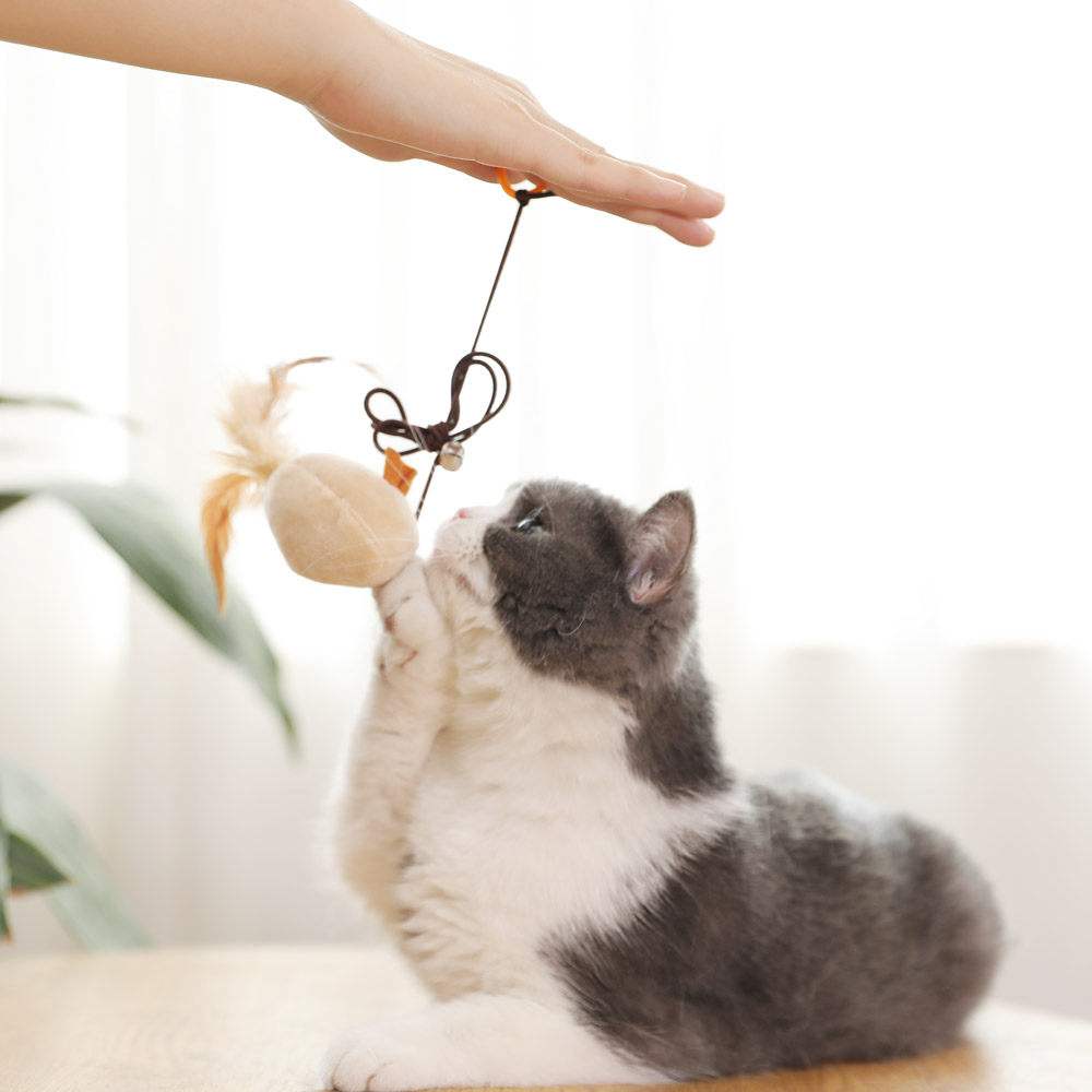 养猫需要准备什么东西(最全的新手养猫攻略) 养猫需要准备什么东西(最全的新手养猫攻略)