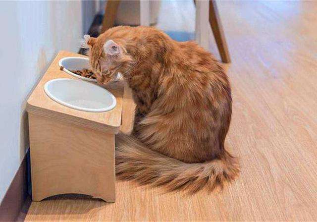 养猫需要准备什么东西(最全的新手养猫攻略) 养猫需要准备什么东西(最全的新手养猫攻略)