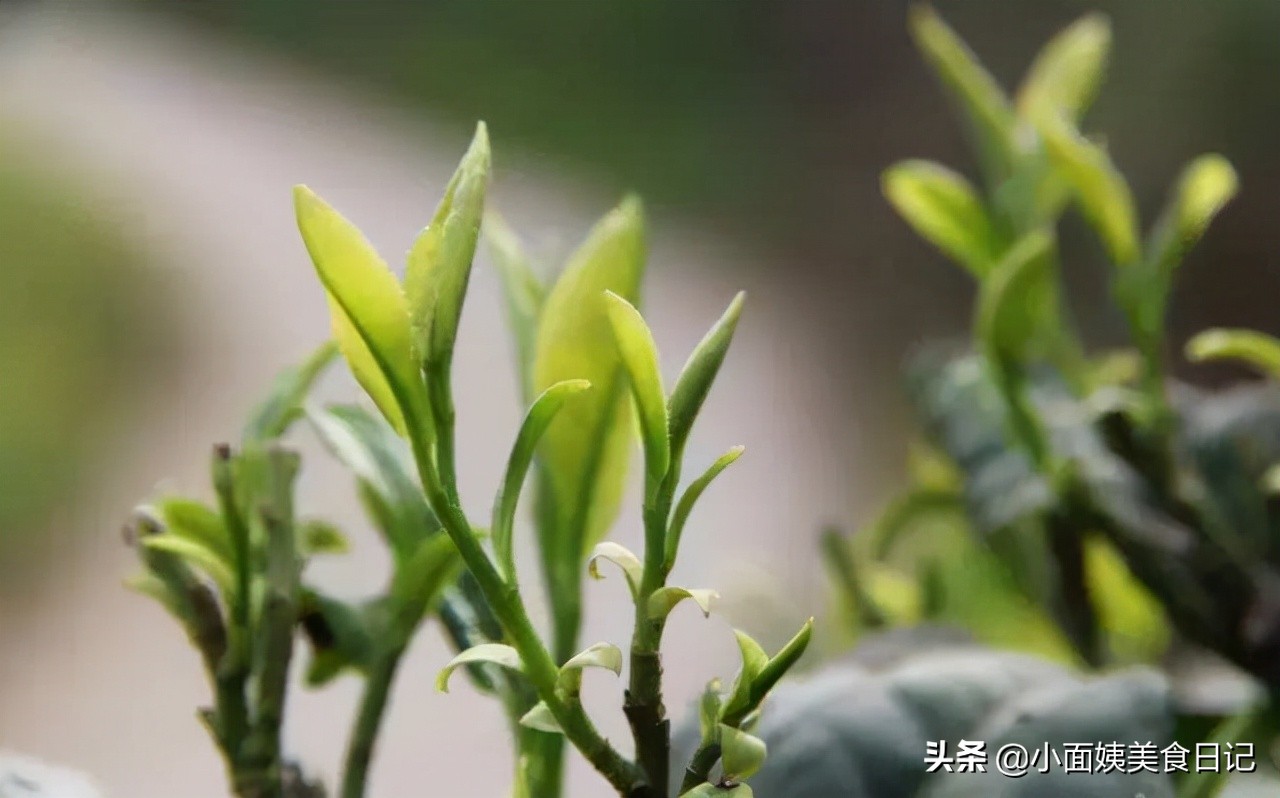中国茶叶品牌排行(全国茶叶品牌前十位) 中国茶叶品牌排行(全国茶叶品牌前十位)