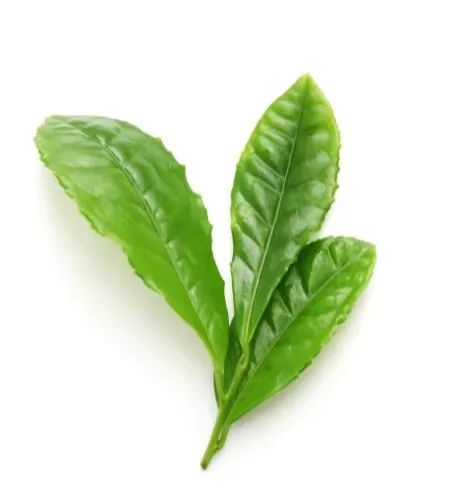 春茶什么时候采摘较好(春茶采摘的注意事项) 春茶什么时候采摘较好(春茶采摘的注意事项)