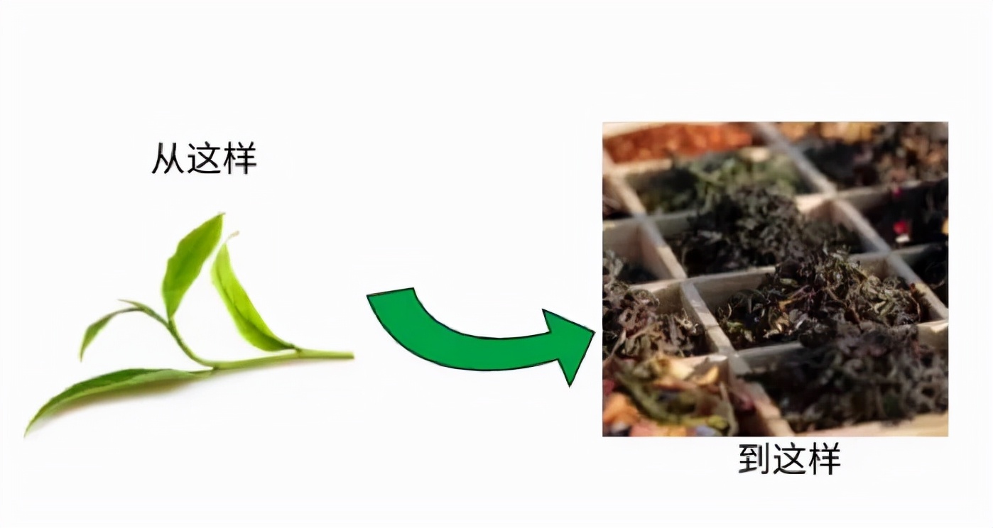 春茶什么时候采摘较好(春茶采摘的注意事项) 春茶什么时候采摘较好(春茶采摘的注意事项)