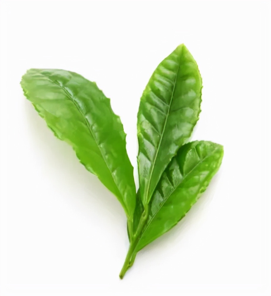春茶什么时候采摘较好(春茶采摘的注意事项) 春茶什么时候采摘较好(春茶采摘的注意事项)