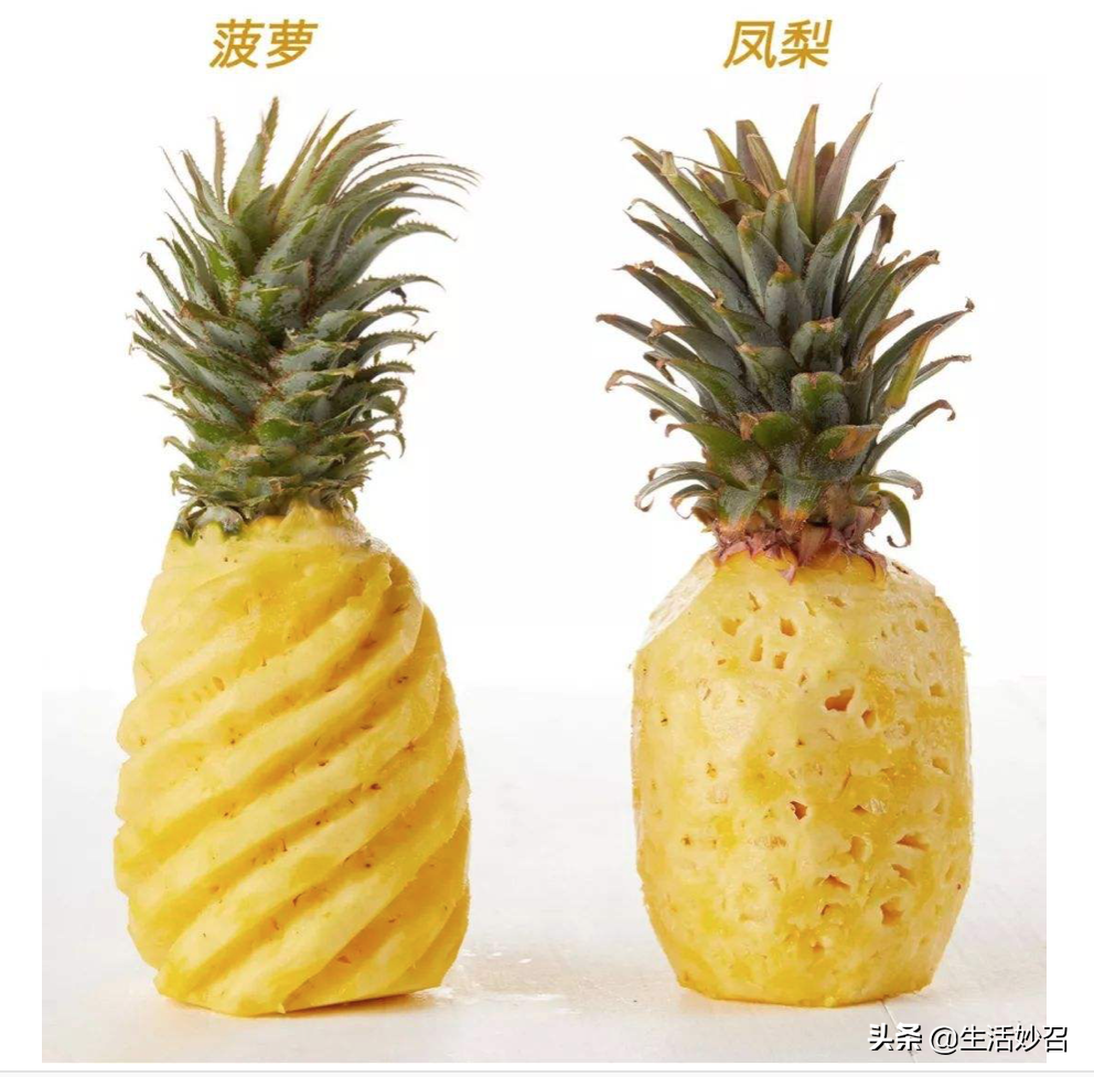 凤梨和菠萝究竟有哪些不同的地方（菠萝和凤梨的区别在哪里）