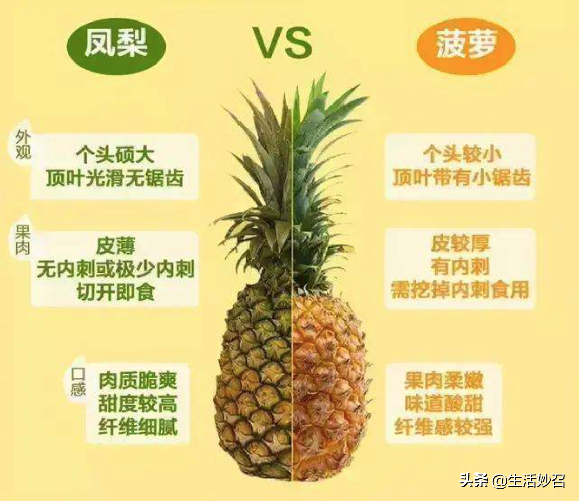 凤梨和菠萝究竟有哪些不同的地方（菠萝和凤梨的区别在哪里）