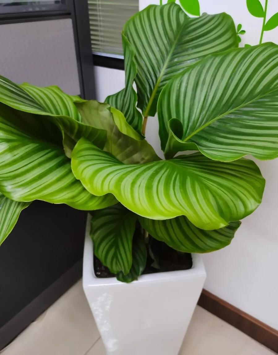 几种适合懒人养的植物(适合懒人养的室内绿植) 几种适合懒人养的植物(适合懒人养的室内绿植)