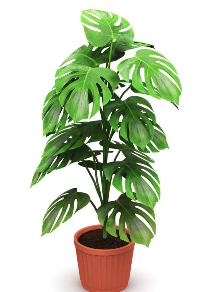 几种适合懒人养的植物(适合懒人养的室内绿植) 几种适合懒人养的植物(适合懒人养的室内绿植)