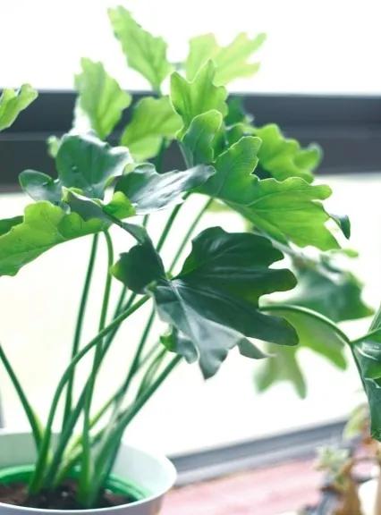 几种适合懒人养的植物(适合懒人养的室内绿植) 几种适合懒人养的植物(适合懒人养的室内绿植)