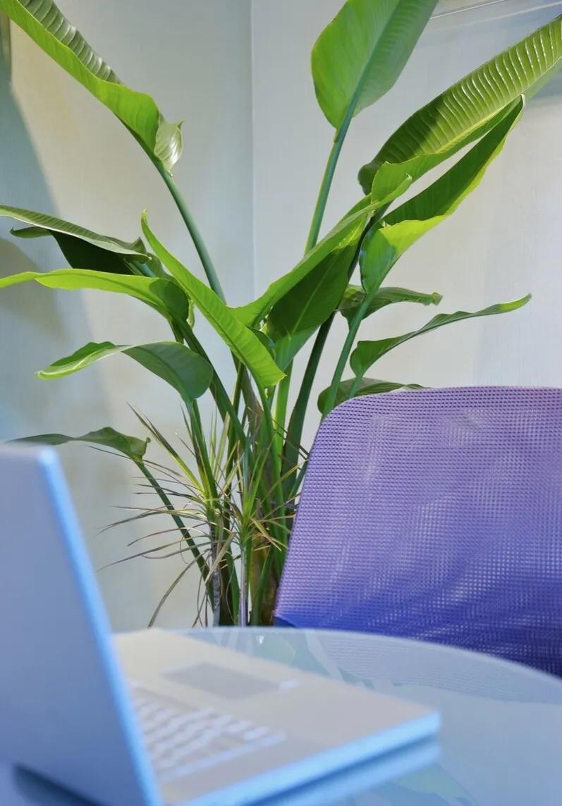 几种适合懒人养的植物(适合懒人养的室内绿植) 几种适合懒人养的植物(适合懒人养的室内绿植)