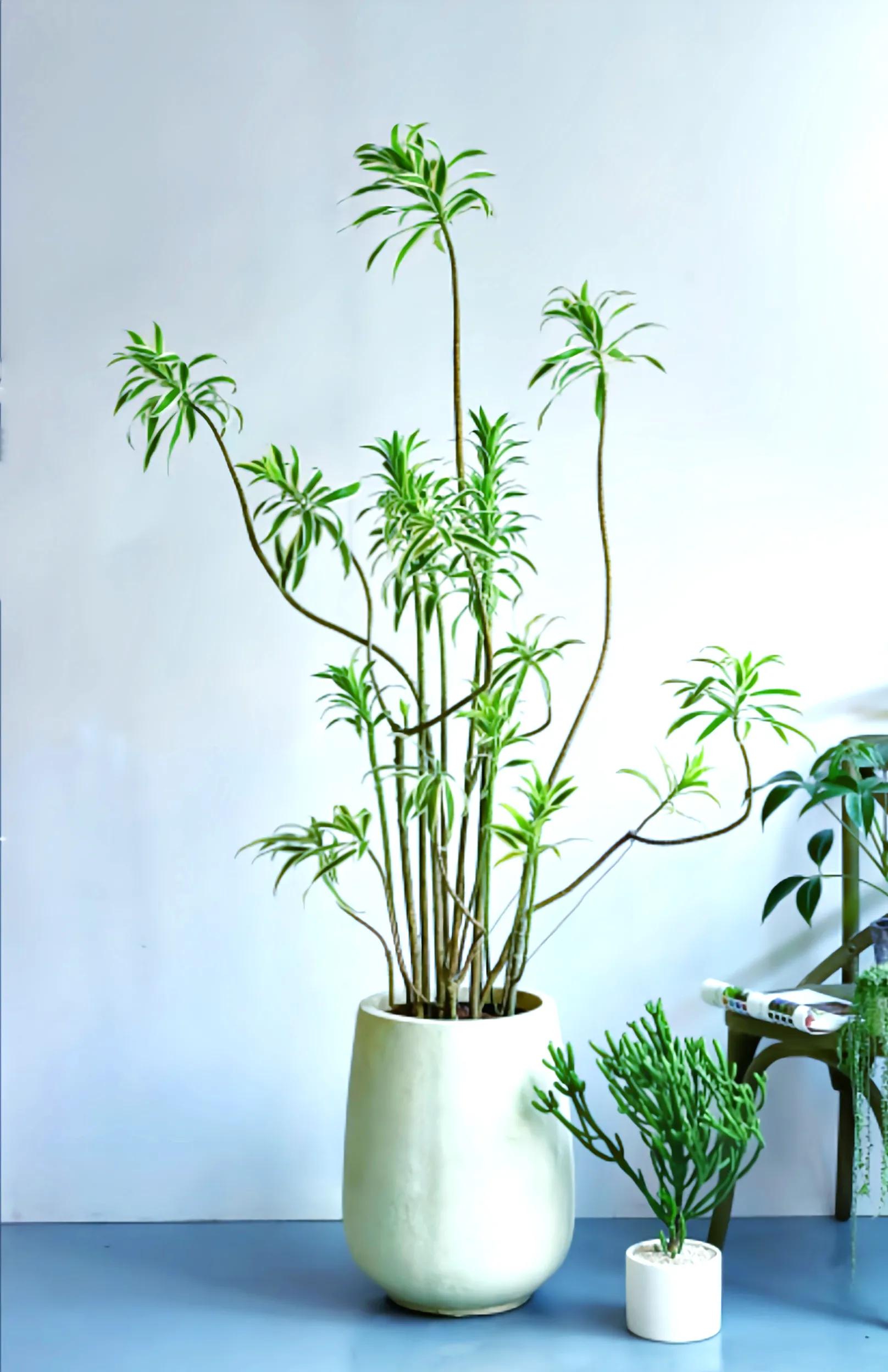 几种适合懒人养的植物(适合懒人养的室内绿植) 几种适合懒人养的植物(适合懒人养的室内绿植)