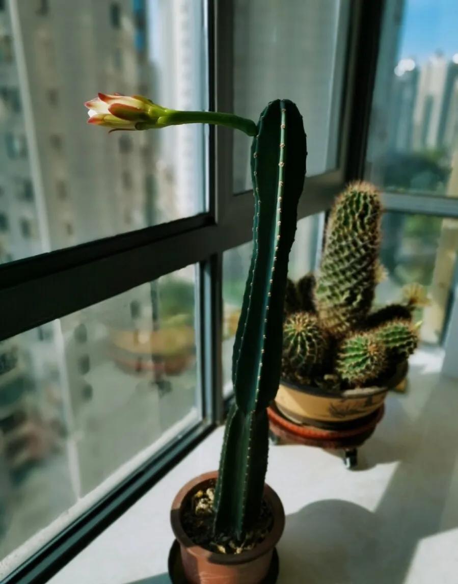 几种适合懒人养的植物(适合懒人养的室内绿植) 几种适合懒人养的植物(适合懒人养的室内绿植)