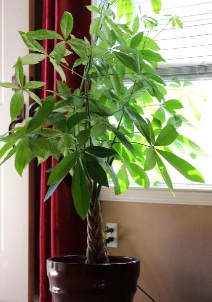 几种适合懒人养的植物(适合懒人养的室内绿植) 几种适合懒人养的植物(适合懒人养的室内绿植)