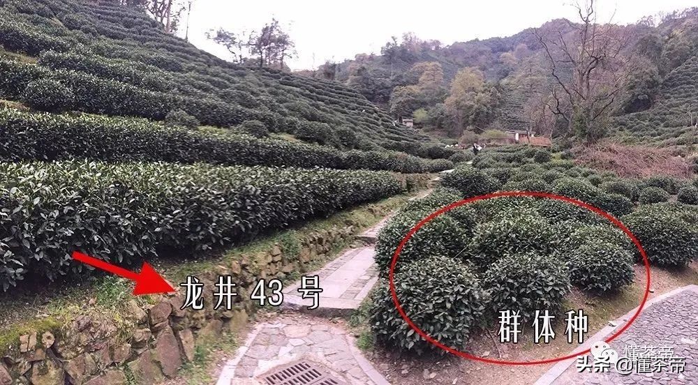 西湖龙井茶选购指南(西湖龙井好坏鉴别有图) 西湖龙井茶选购指南(西湖龙井好坏鉴别有图)