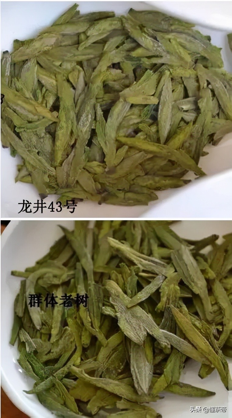 西湖龙井茶选购指南(西湖龙井好坏鉴别有图) 西湖龙井茶选购指南(西湖龙井好坏鉴别有图)