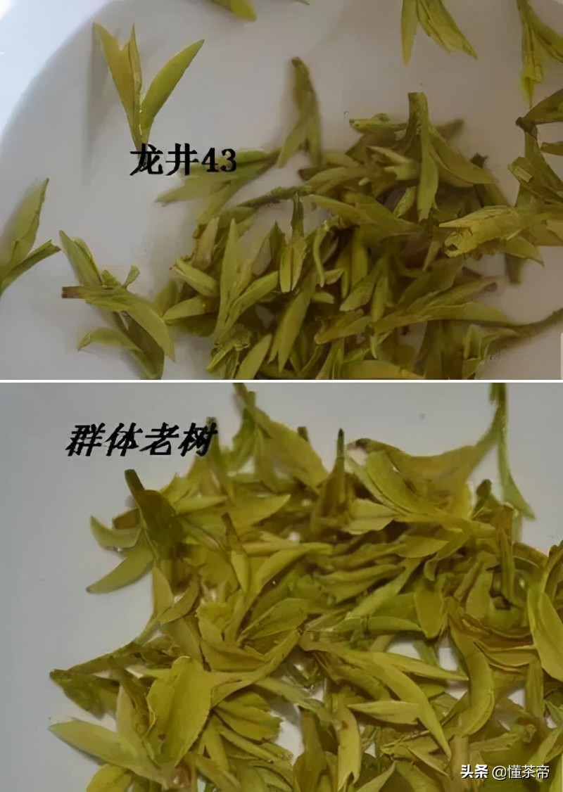 西湖龙井茶选购指南(西湖龙井好坏鉴别有图) 西湖龙井茶选购指南(西湖龙井好坏鉴别有图)