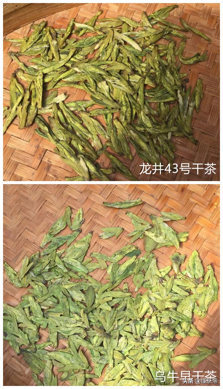 西湖龙井茶选购指南(西湖龙井好坏鉴别有图) 西湖龙井茶选购指南(西湖龙井好坏鉴别有图)