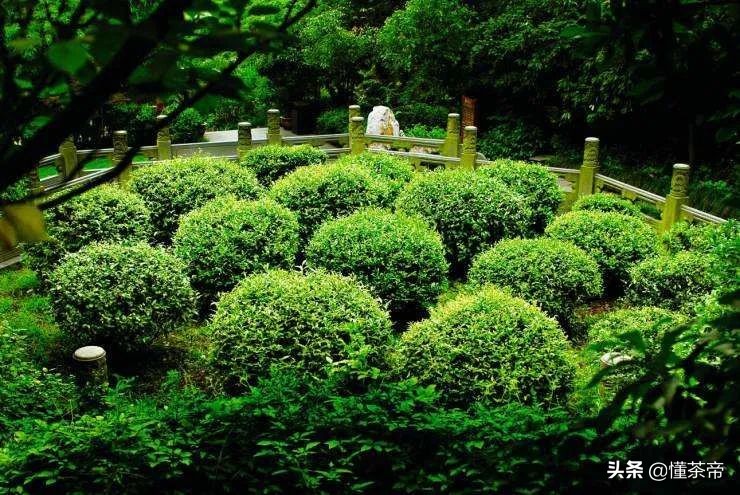 西湖龙井茶选购指南(西湖龙井好坏鉴别有图) 西湖龙井茶选购指南(西湖龙井好坏鉴别有图)