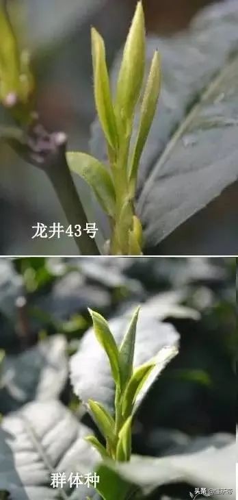 西湖龙井茶选购指南(西湖龙井好坏鉴别有图) 西湖龙井茶选购指南(西湖龙井好坏鉴别有图)