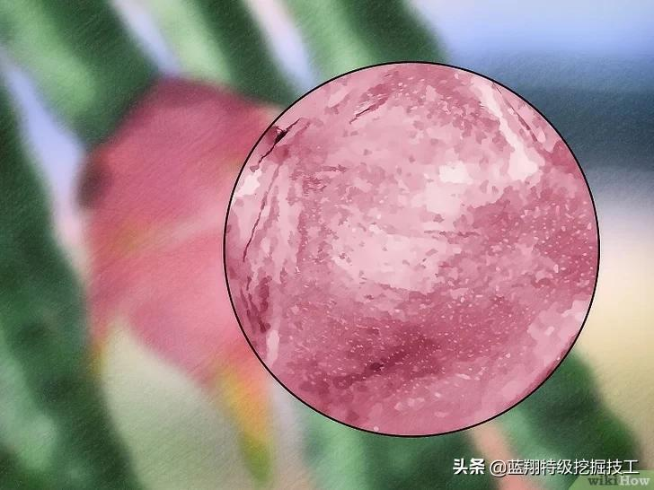 如何判断火龙果是否成熟(如何判断火龙果熟没熟) 如何判断火龙果是否成熟(如何判断火龙果熟没熟)