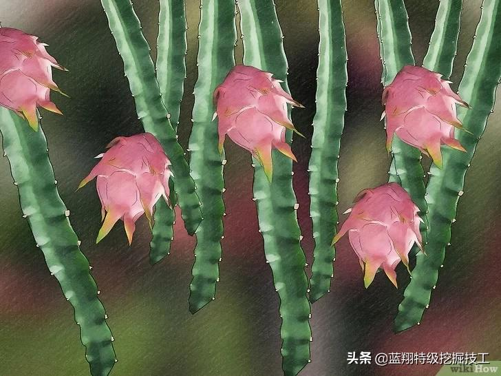 如何判断火龙果是否成熟(如何判断火龙果熟没熟) 如何判断火龙果是否成熟(如何判断火龙果熟没熟)