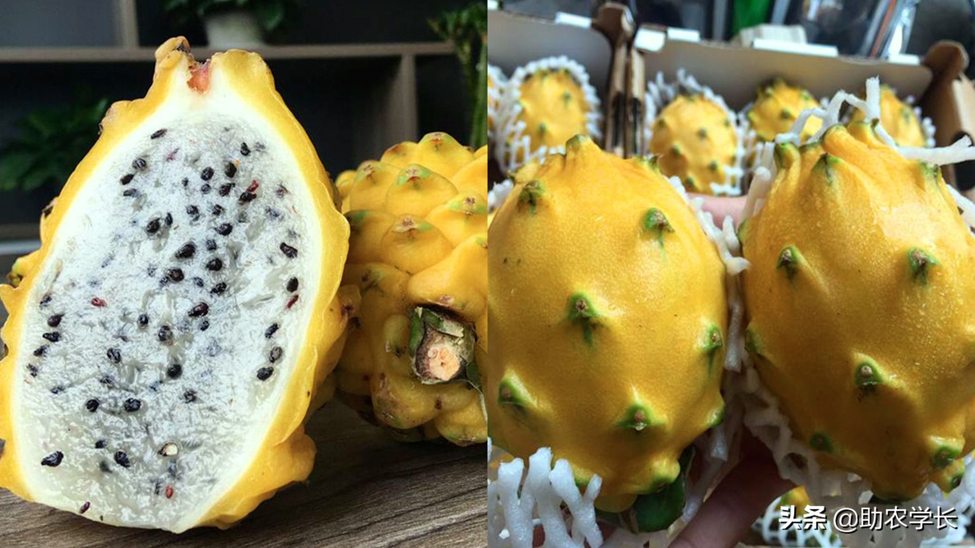 火龙果什么品种比较甜好吃（目前较好的火龙果品种）