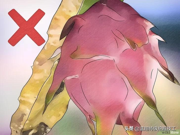 如何判断火龙果是否成熟(如何判断火龙果熟没熟) 如何判断火龙果是否成熟(如何判断火龙果熟没熟)