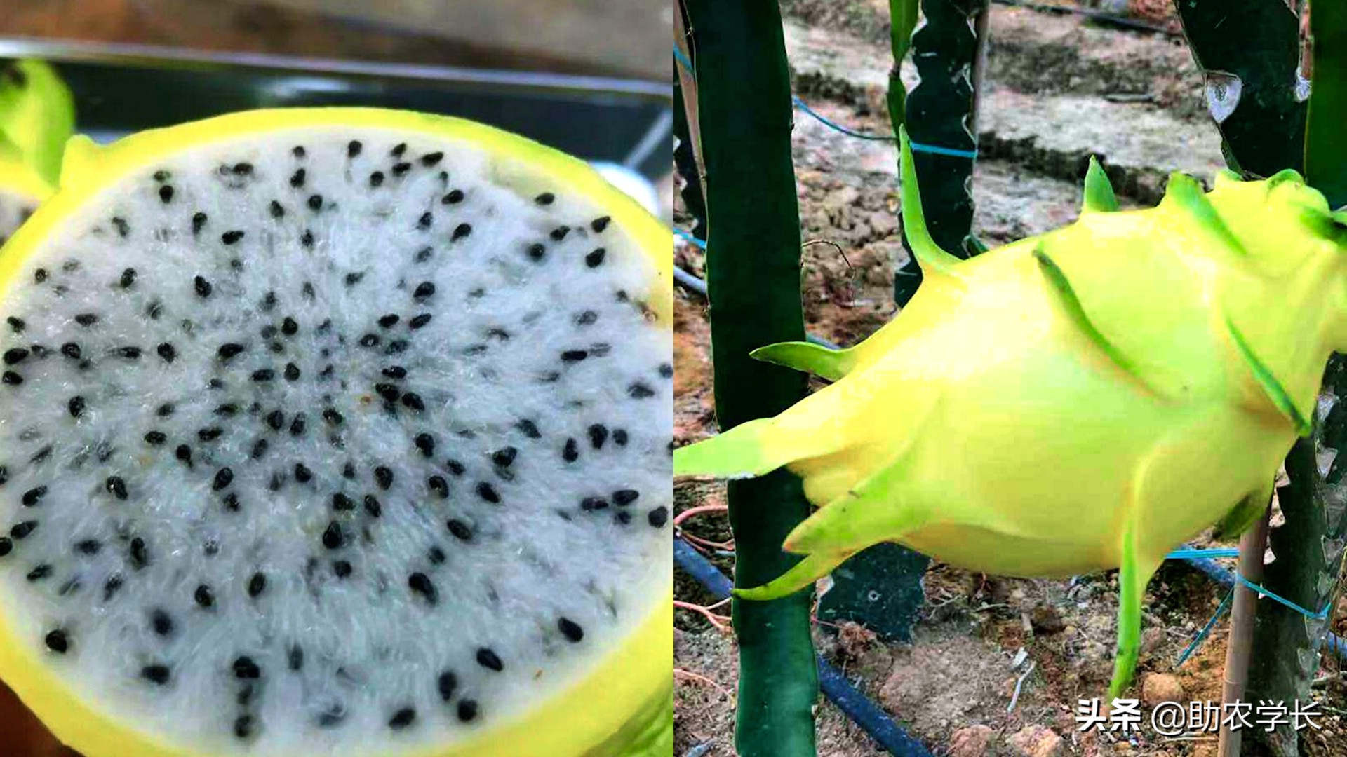 火龙果什么品种比较甜好吃（目前较好的火龙果品种）