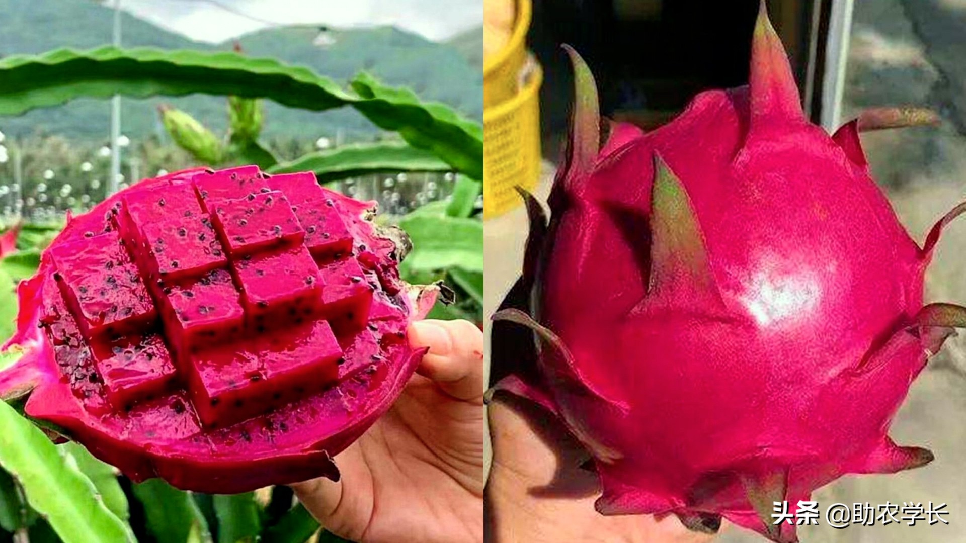 火龙果什么品种比较甜好吃（目前较好的火龙果品种）