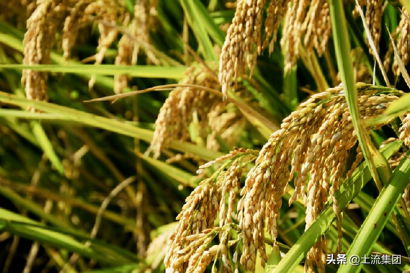 2022年水稻最低保护价格查询 水稻最低具体是多少现在多少钱一斤