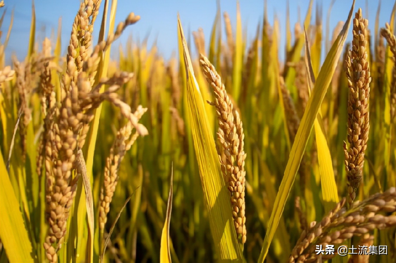 2022年水稻最低保护价格查询 水稻最低具体是多少现在多少钱一斤