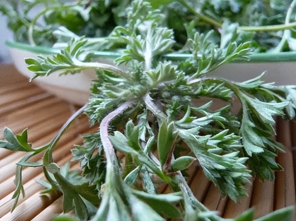 春天最该吃的野菜是它(一到春天连医生都抢着吃) 春天最该吃的野菜是它(一到春天连医生都抢着吃)