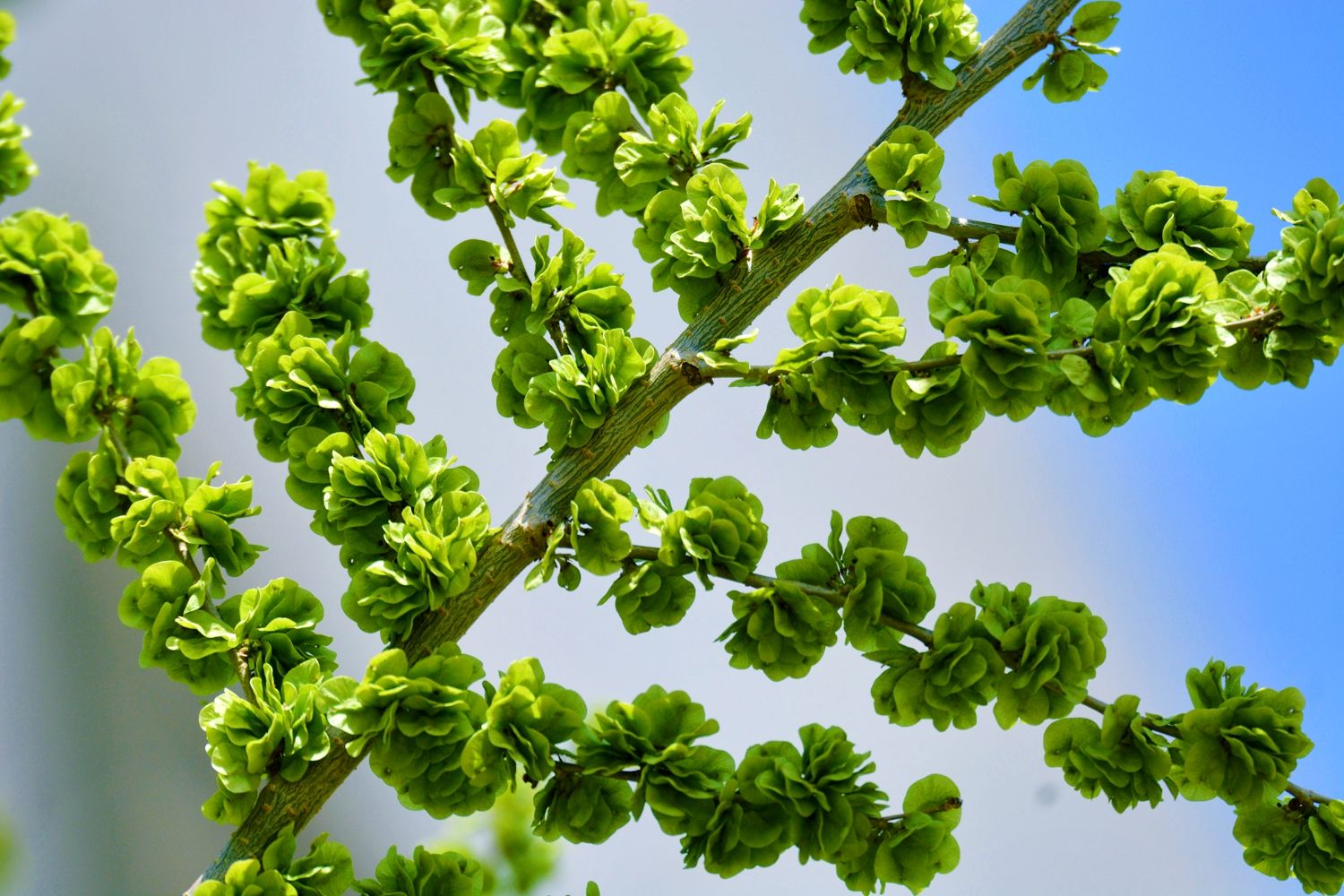 春天最该吃的野菜是它(一到春天连医生都抢着吃) 春天最该吃的野菜是它(一到春天连医生都抢着吃)