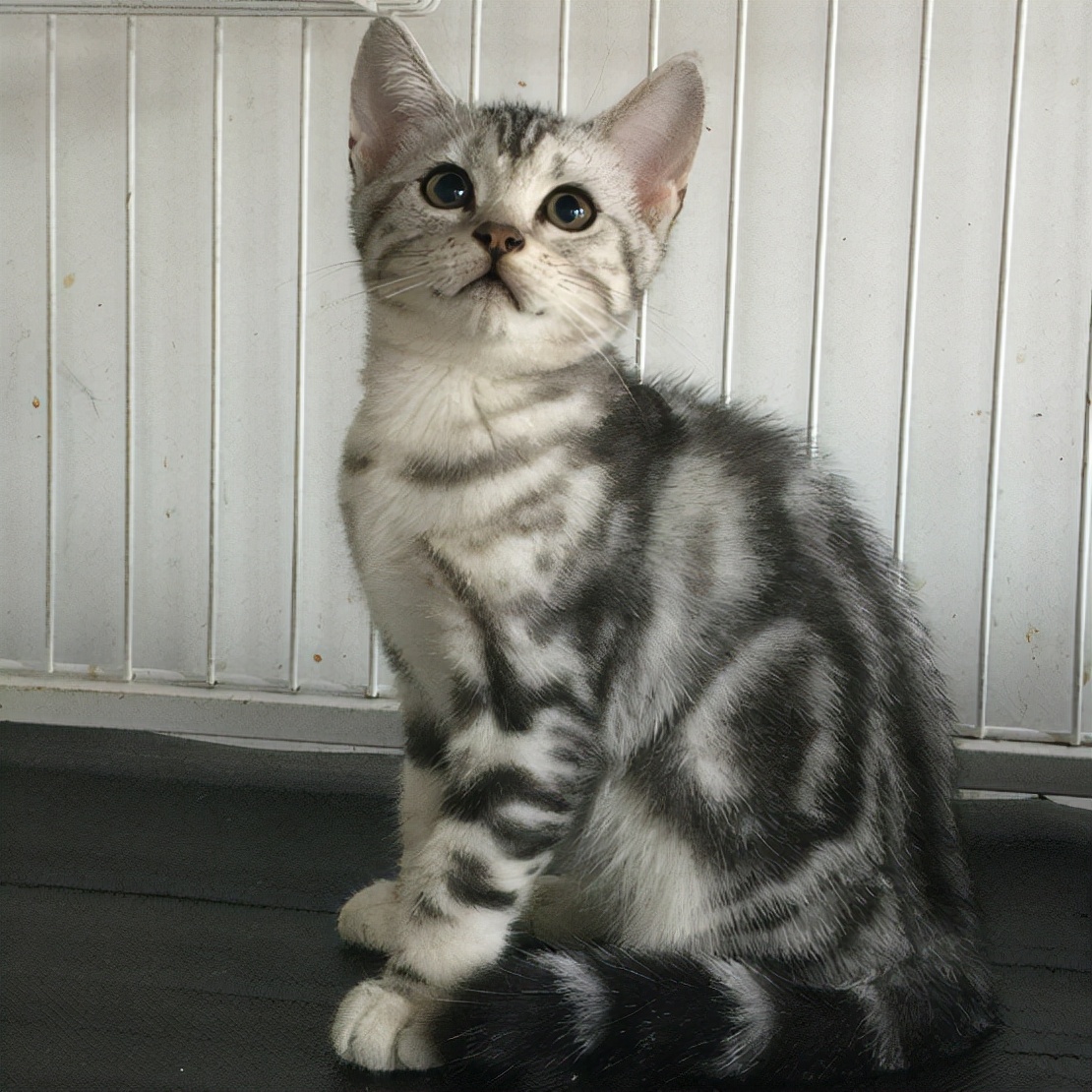 橘猫多少钱养猫选择这5种 不仅漂亮还便宜好养