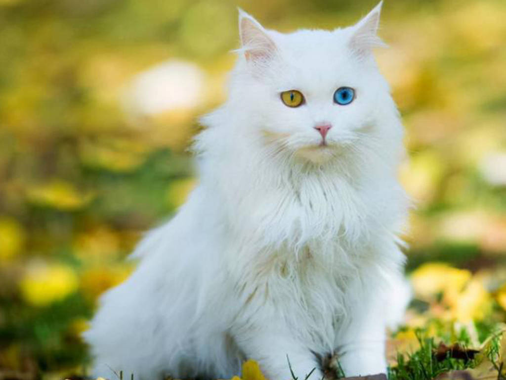 橘猫多少钱养猫选择这5种 不仅漂亮还便宜好养