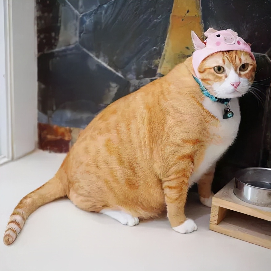 橘猫多少钱养猫选择这5种 不仅漂亮还便宜好养