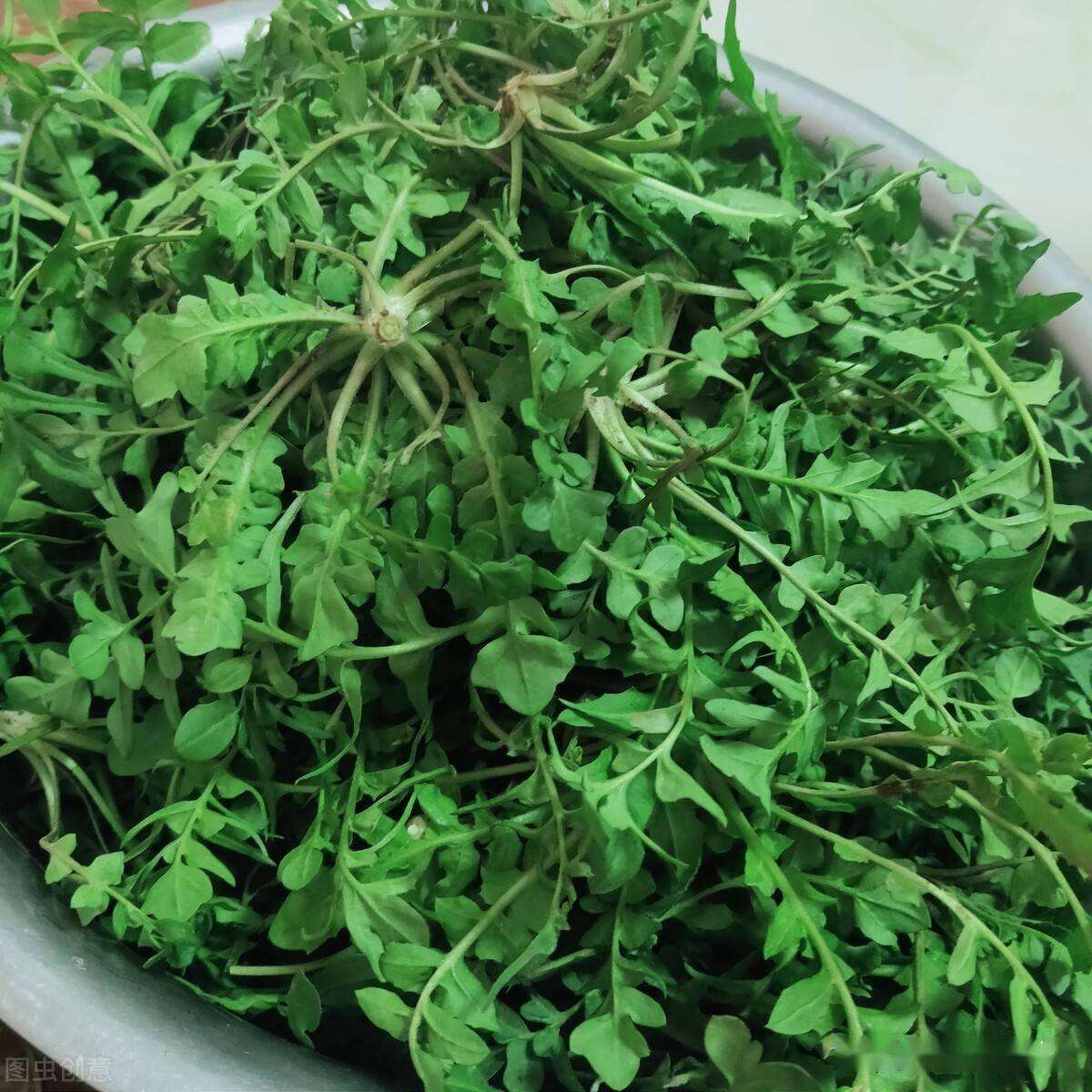 春天最该吃的野菜是它(一到春天连医生都抢着吃) 春天最该吃的野菜是它(一到春天连医生都抢着吃)