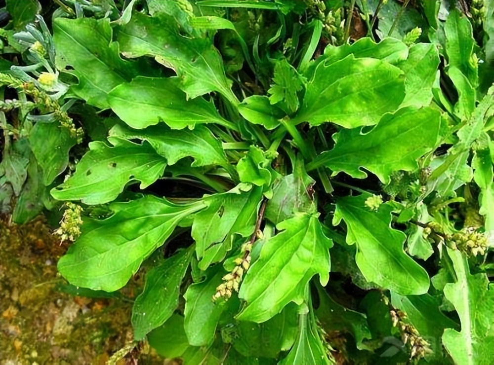 春天最该吃的野菜是它(一到春天连医生都抢着吃) 春天最该吃的野菜是它(一到春天连医生都抢着吃)