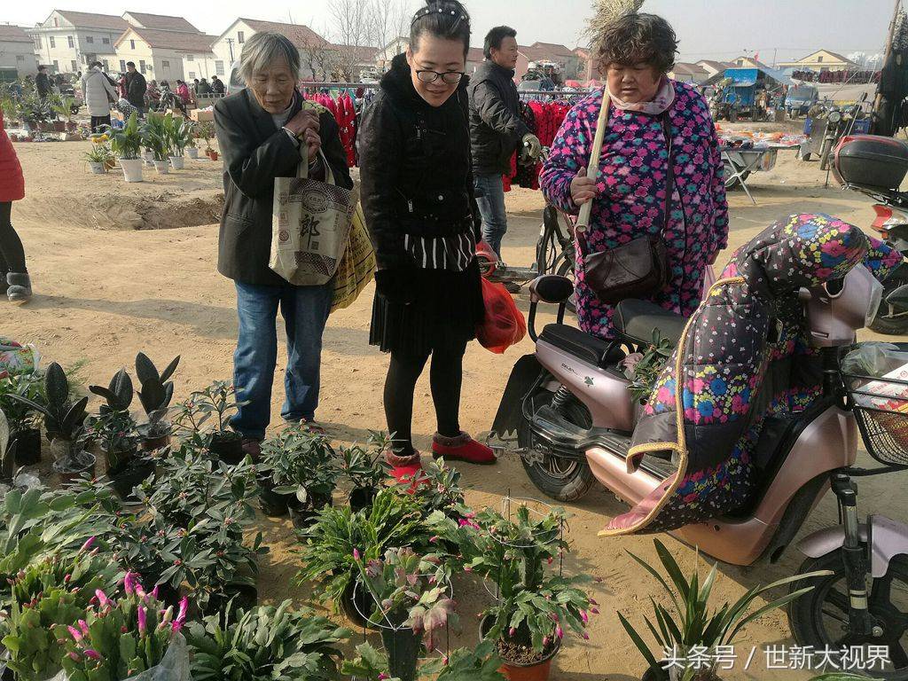 海棠多少钱一颗树苗多少钱一颗 海棠树多少钱