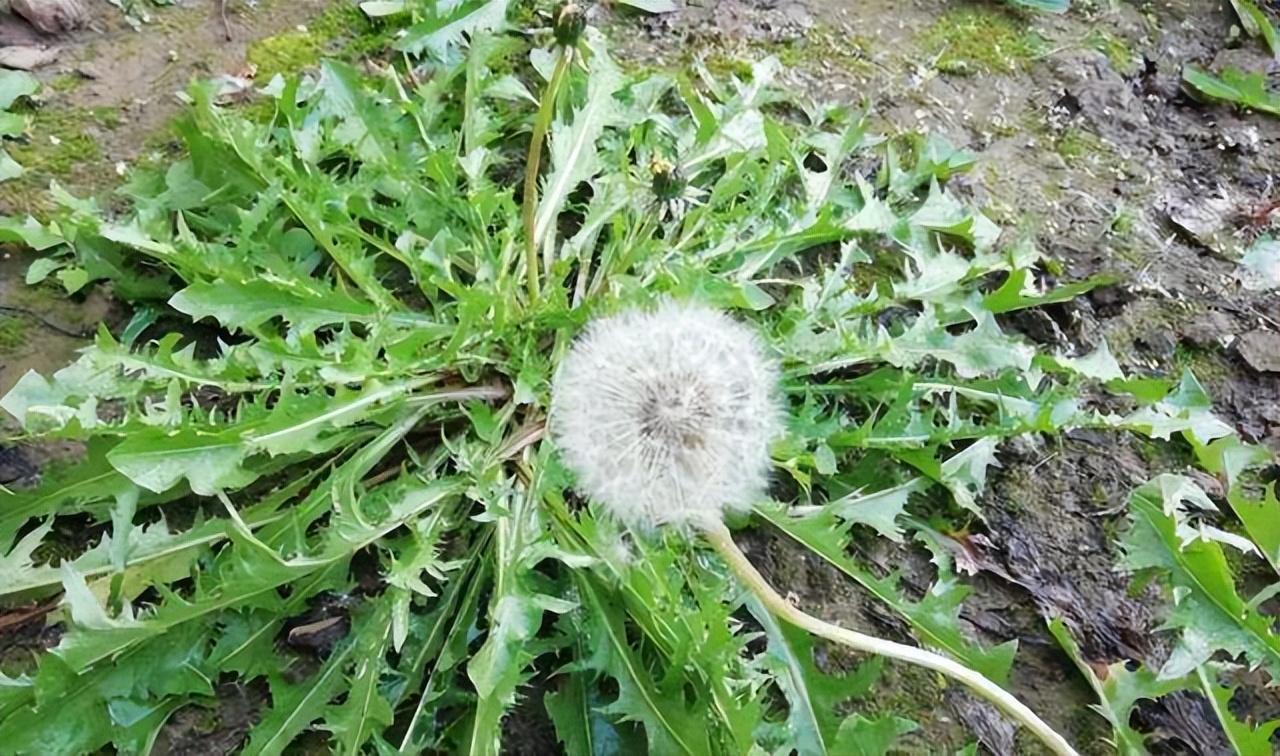 春天最该吃的野菜是它(一到春天连医生都抢着吃) 春天最该吃的野菜是它(一到春天连医生都抢着吃)