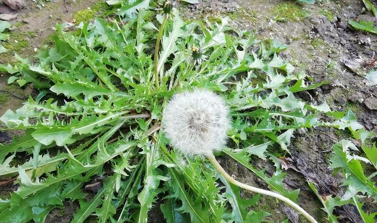 春天最该吃的野菜是它（一到春天连医生都抢着吃）