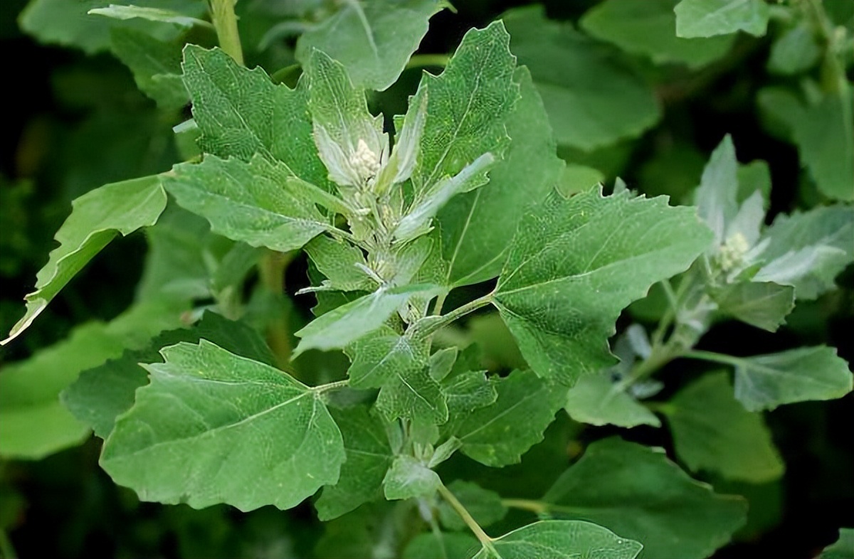 春天最该吃的野菜是它(一到春天连医生都抢着吃) 春天最该吃的野菜是它(一到春天连医生都抢着吃)