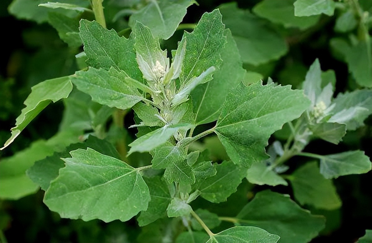 春天最该吃的野菜是它（一到春天连医生都抢着吃）