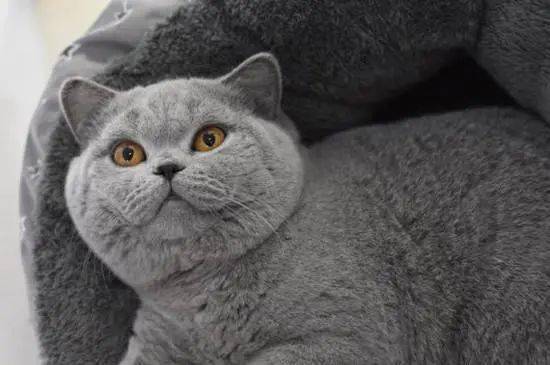 橘猫多少钱养猫选择这5种 不仅漂亮还便宜好养