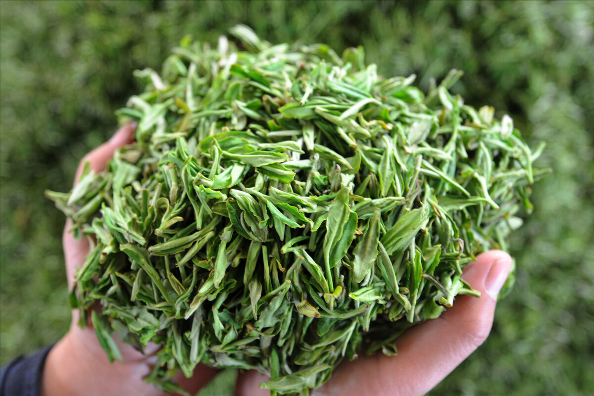中国有哪些名茶你知道几种(中国十大名茶最新排行榜) 中国有哪些名茶你知道几种(中国十大名茶最新排行榜)